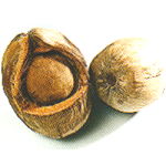 Kokosnsse